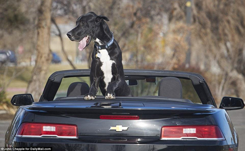 美国大丹犬身高2米13 有望成世界最高狗