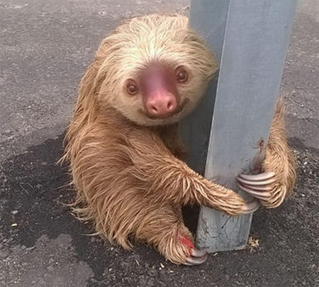 一只受到惊吓的树懒紧抓高速路护栏不放