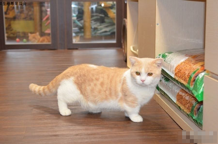 幼猫粮怎么喂 把猫粮泡软了去喂食猫猫