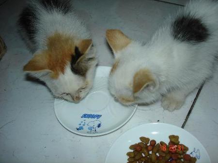 什么猫粮比较好 猫粮换品牌要慎重