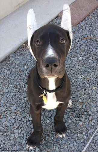 美国大丹犬身高2米13 有望成世界最高狗