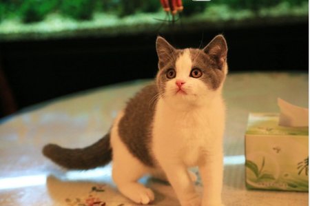 幼猫可以吃成猫粮吗 幼猫不能吃成猫粮