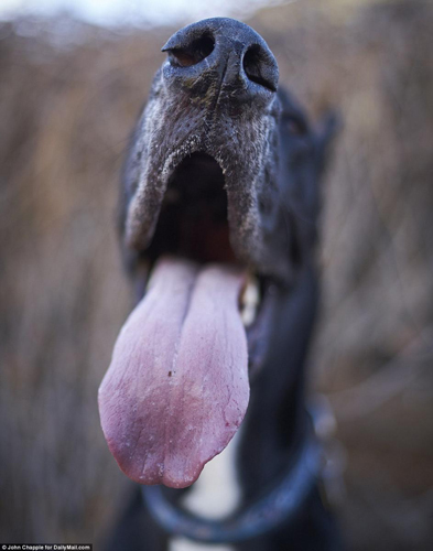 美国大丹犬身高2米13 有望成世界最高狗