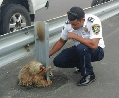 一只受到惊吓的树懒紧抓高速路护栏不放