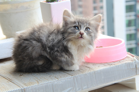 小猫多大可以吃猫粮 1-2个月后可以吃