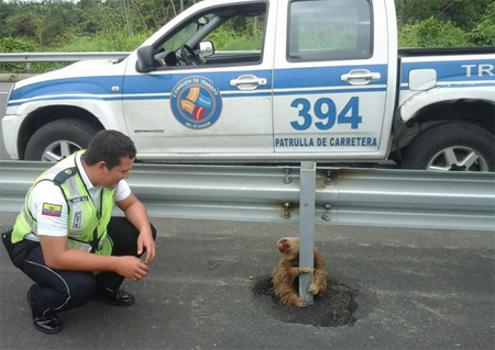 一只受到惊吓的树懒紧抓高速路护栏不放