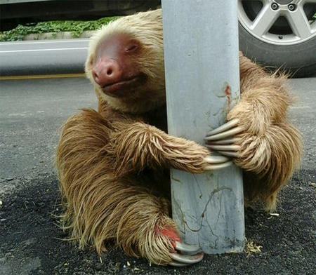 一只受到惊吓的树懒紧抓高速路护栏不放