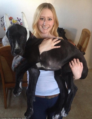 美国大丹犬身高2米13 有望成世界最高狗