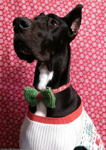 美国大丹犬身高2米13 有望成世界最高狗