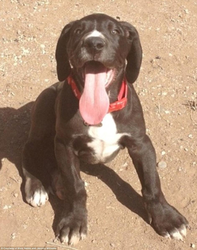 美国大丹犬身高2米13 有望成世界最高狗