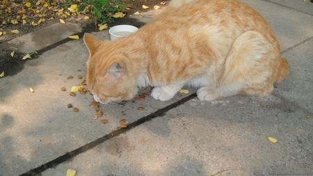 人能吃猫粮吗 偶尔一次可以但不能长期吃