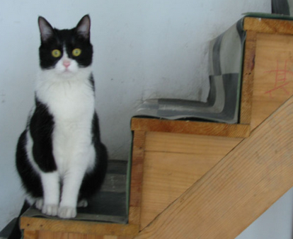 伊纳宝猫粮怎么样 注意口味的挑选