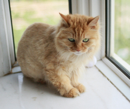 爱肯拿猫粮怎么样 添加剂对猫身体不好