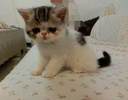 牛油果猫粮好吗 牛油果是天然粮里中等的