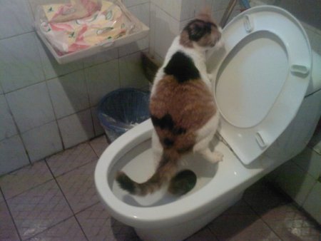 猫会自己上厕所吗 需要主人及时训练