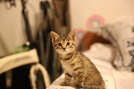 小猫老是叫怎么办 主要的原因是想妈妈了