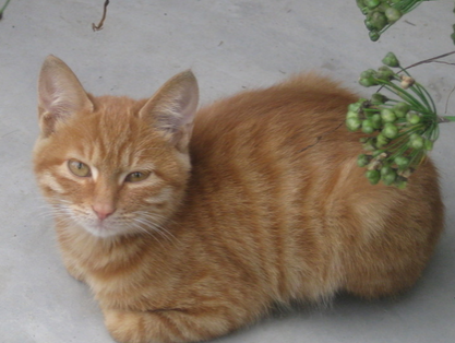 迪尤克猫粮怎么样 喂养新生小猫要注意