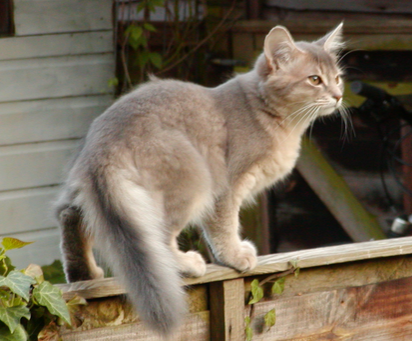 优朗猫粮怎么样 罐头搭配猫粮一起喂养