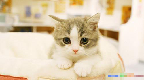 小猫呕吐是怎么回事 细心观察呕吐物