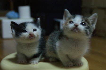 小猫尿血怎么办 需要多运动多喝水均衡营养