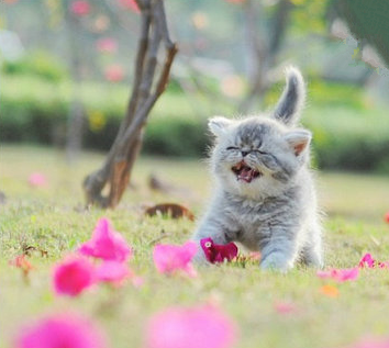 喵星人今天的心情好像不是很美丽呀