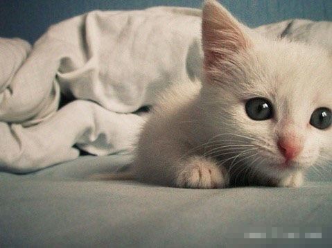 小猫腿瘸了怎么办 检查下猫猫的腿部