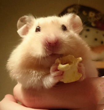 吃饱才有力气减肥