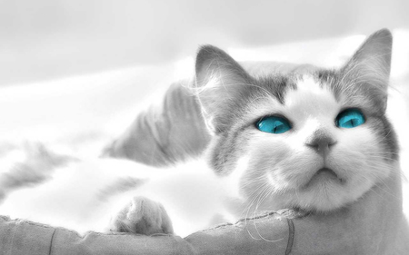 小猫打呼噜怎么回事 猫感到满足时会呼呼