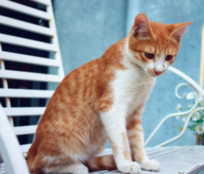 麦富迪猫粮怎么样 挑选专业猫粮的技巧