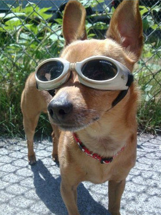 戴上墨镜的汪星人很有范啊