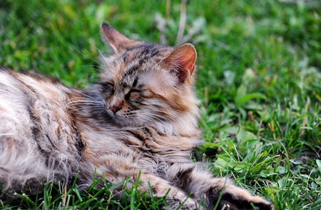 小猫脱毛怎么办 给它们均衡营养加强梳毛