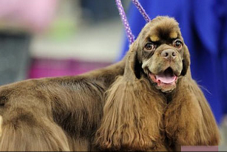 汪星人什么时候也成了一个萌妹纸！