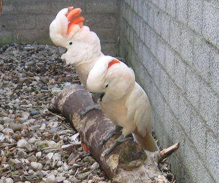 摩鹿加凤头鹦鹉怎么养 提供的空间需宽敞