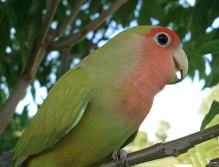 桃面爱情鹦鹉怎么训练 该鸟十分好动