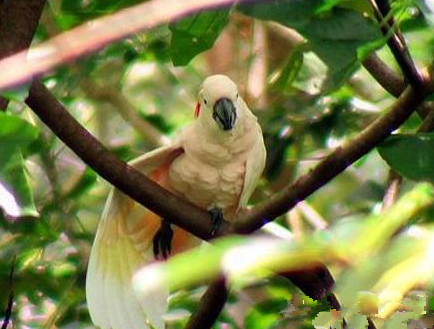 摩鹿加凤头鹦鹉吃什么 该鸟的食物比较多