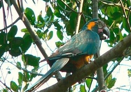 蓝喉金刚鹦鹉怎么训练 掌握训练 技巧