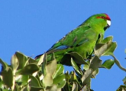 红额金刚鹦鹉怎么训练 清晨训练最好