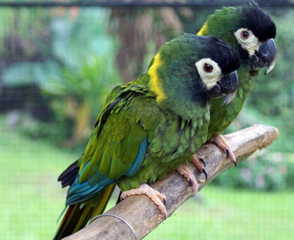 金领金刚鹦鹉怎么训练 掌握训练技巧