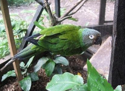 灰头锥尾鹦鹉怎么训练 最佳学语期变嘴期