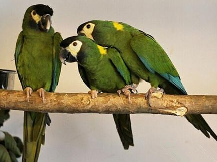 金领金刚鹦鹉怎么养 较适合家养的宠物鸟