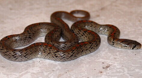 台湾小头蛇吃什么 蛋类也是他们喜爱的