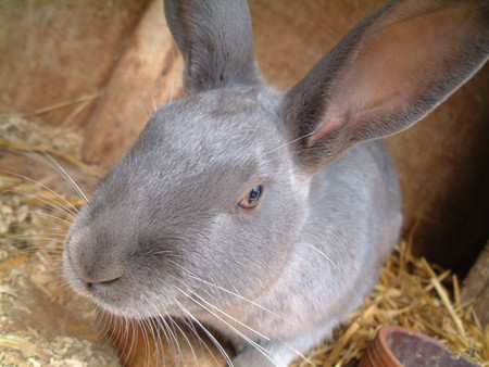 法国安哥拉兔生病了怎么办 多观察提前发现