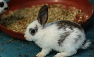 英国斑点兔吃什么 兔子是草食性动物