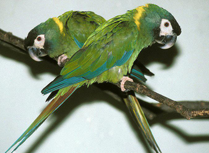 金领金刚鹦鹉的价格 该鸟价格相对较高