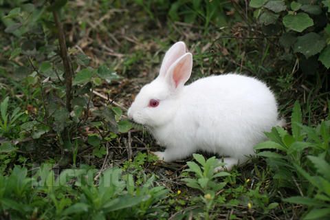 中国白兔生病了怎么办 及时发现尽快处理
