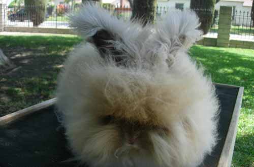 安哥拉兔生病了怎么办 是比较“坚强”的兔子