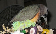 红腹金刚鹦鹉吃什么 需要提供多样的蔬果