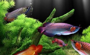 养鱼的水有什么要求 需清澈无毒害的水