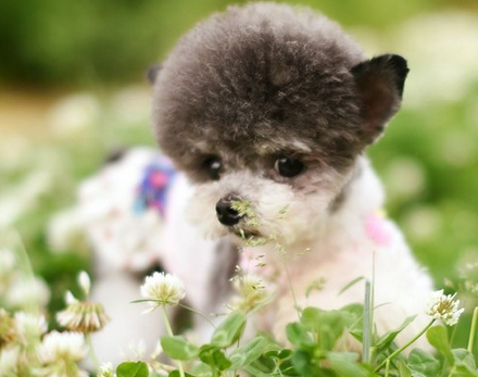 今年最时尚发型，蓬蓬头！