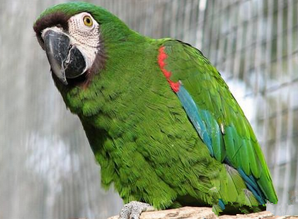 栗额金刚鹦鹉吃什么 主要食物为种子